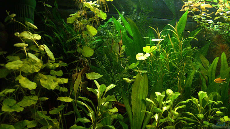 Pflanzen im Aquarium RR-Becken von Mario74 (14)