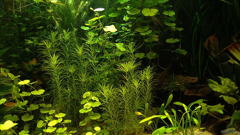 Pflanzen im Aquarium RR-Becken von Mario74 (15)