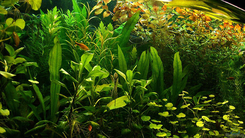 Pflanzen im Aquarium RR-Becken von Mario74 (16)