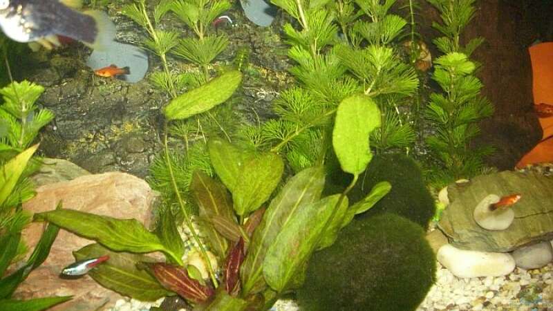 Pflanzen im Aquarium Becken 12813 von Labeo bicolor (5)