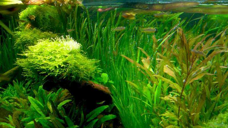 Pflanzen im Aquarium Underworld Australia von -Der Österreicher- (15)