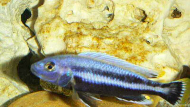 Melanochromis Chipokae von Roman Bischof (10)