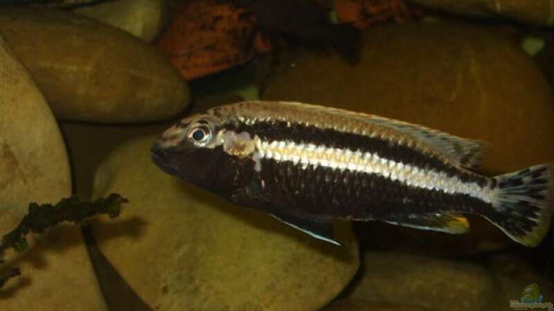 Melanochromis Auratus M von Esslinger (31)