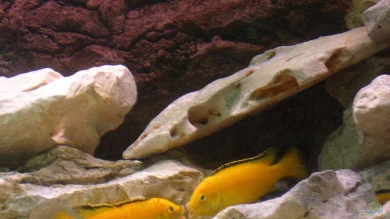 Besatz im Aquarium Red-Brown Reef von magunga rock (13)