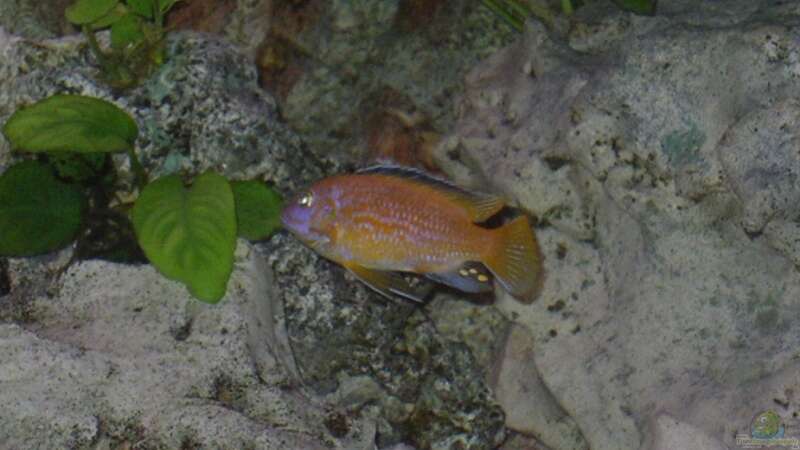 Besatz im Aquarium Red-Brown Reef von magunga rock (14)