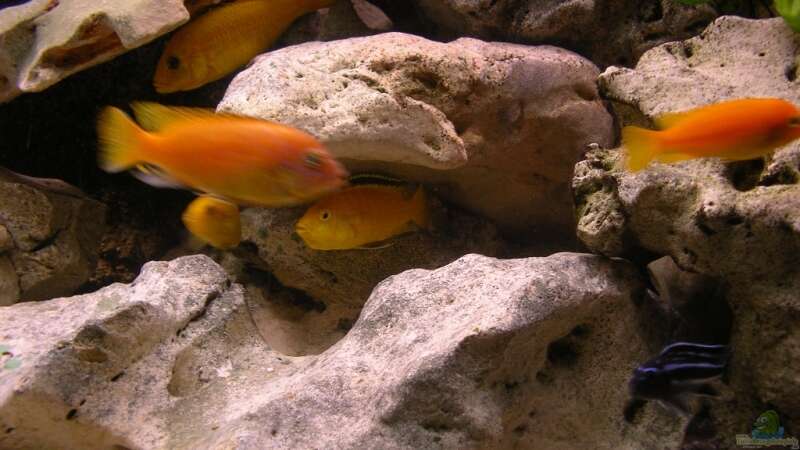 Besatz im Aquarium Red-Brown Reef von magunga rock (15)