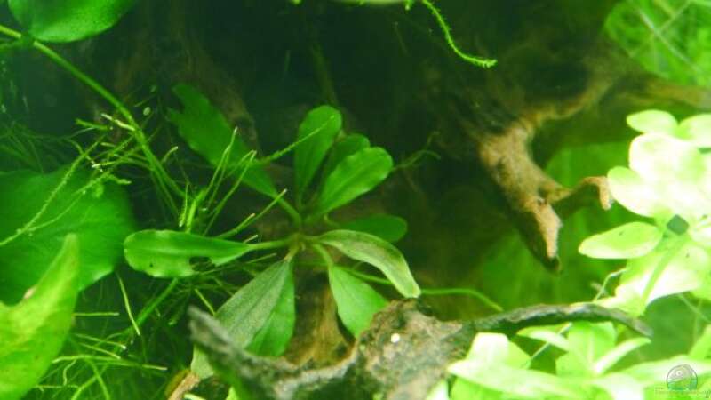 Bucephalandra ´Blue Devil´ unter Wasser von Zebraschneggla (32)
