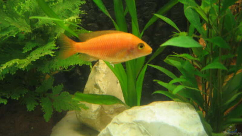 Aulonocara Firefish red, Weibchen von Vicky Gröbl (23)