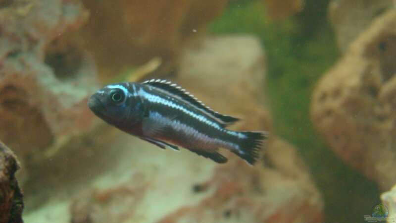 Kobaltorangebarsch-Melanochromis johannii von kk1971 (3)