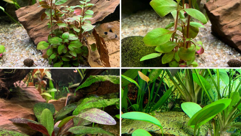 Pflanzen im Aquarium Südamerikanisches Gesellschaftsbecken von EdaSh (2)