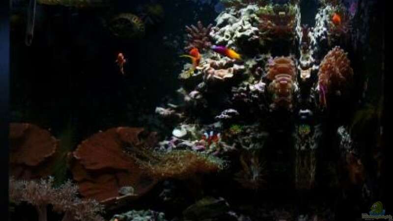 Aquarium Becken 12980 von andi1 (10)