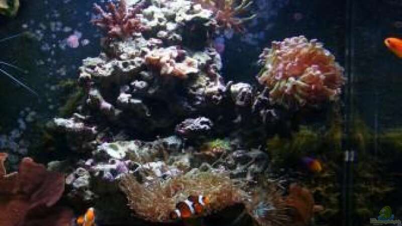 Aquarium Becken 12980 von andi1 (6)