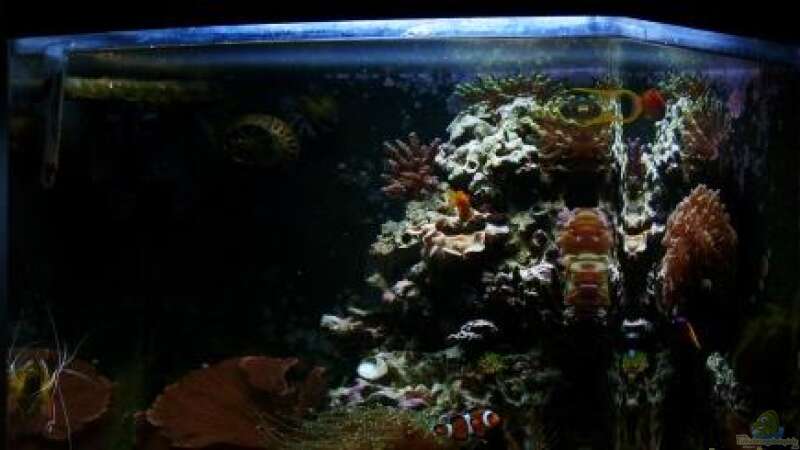 Aquarium Becken 12980 von andi1 (9)
