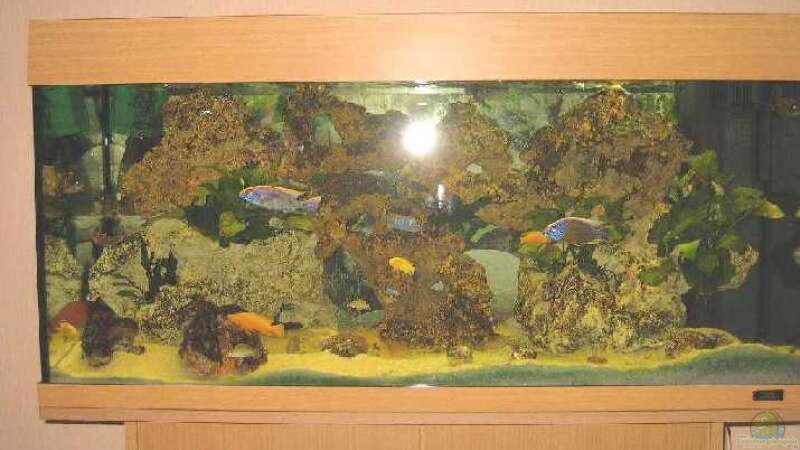 Aquarium Hauptansicht von Becken 1302 von Dogan Talat (1)