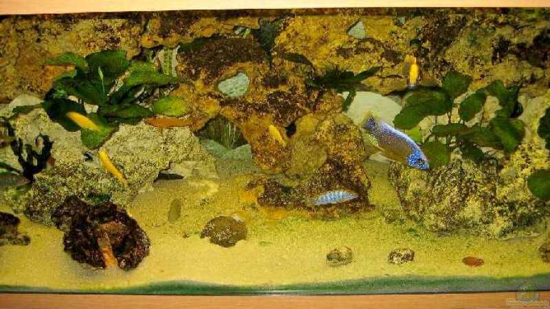 Dekoration im Aquarium Becken 1302 von Dogan Talat (3)