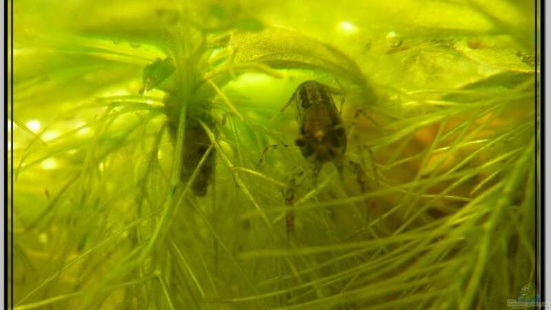 Aquarien mit Cambarellus texanus (Texas Zwergflusskrebs)  - Cambarellus-texanus-slnkaquarium