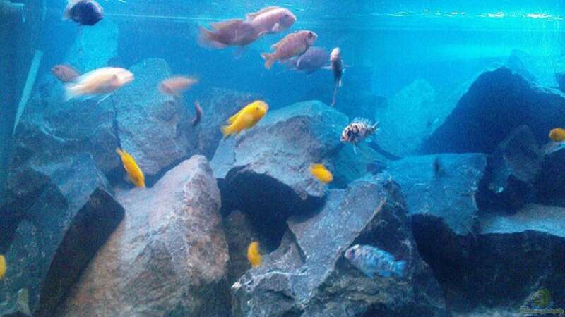 Aquarium Becken 13044 von Alex1981 (5)