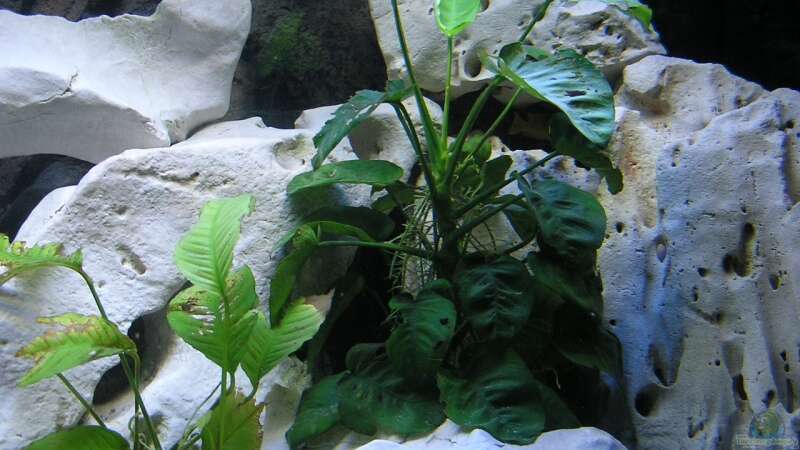 Pflanzen im Aquarium Becken 13068 von Tiger81 (3)