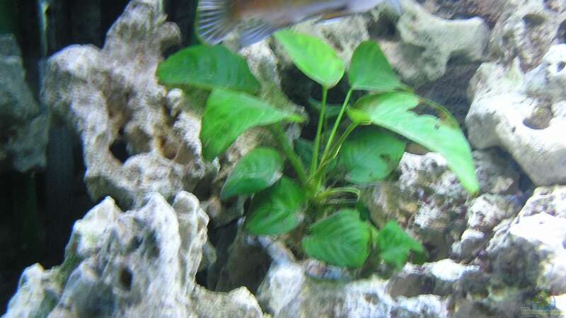 Pflanzen im Aquarium Becken 13068 von Tiger81 (5)