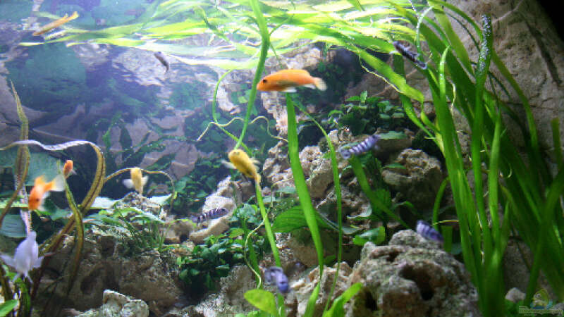 Aquarium Becken 13084 von Demasoni Fan (2)