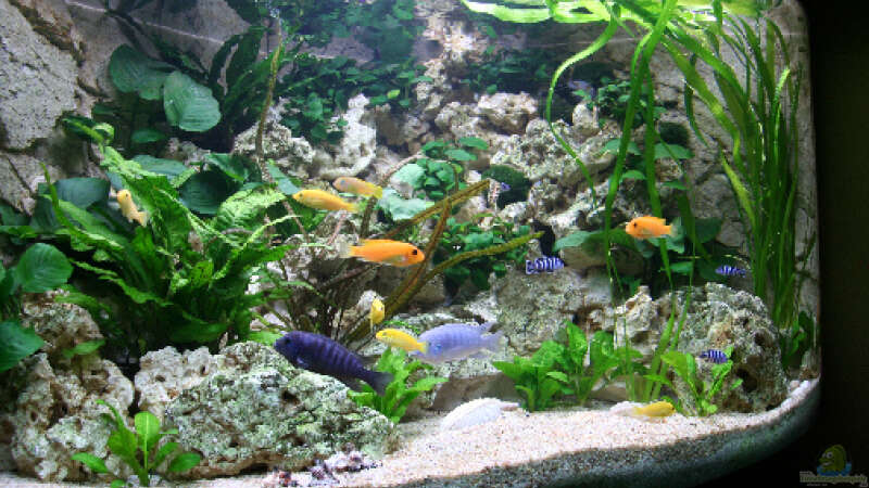 Aquarium Becken 13084 von Demasoni Fan (3)