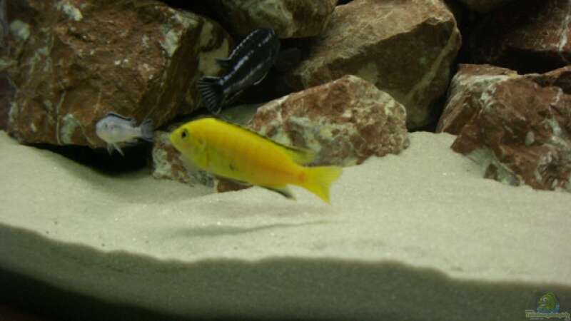 Labidochromis caeruleus ´Yellow´ von ambrogio (24)