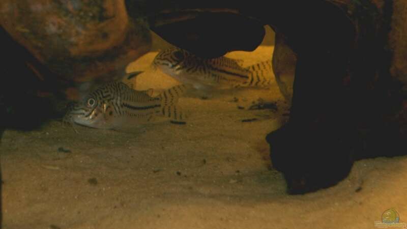 Besatz im Aquarium Amazonas-Becken 2010 von Nilegoem (3)