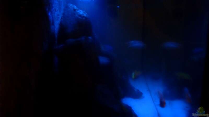 Aquarium NonMbuna-Style (aufgelöst) von Dr. Manhattan (5)