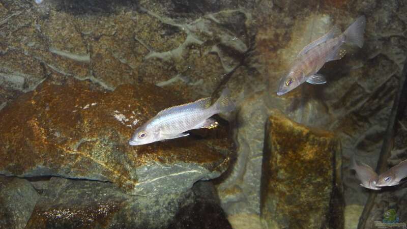Scianochromis fryeri electric blue von Dr. Manhattan (26)