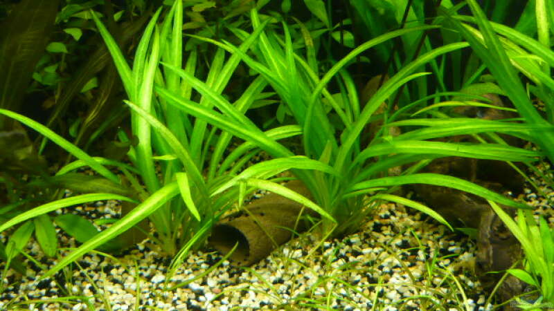 Pflanzen im Aquarium 240 Liter von Wels (14)