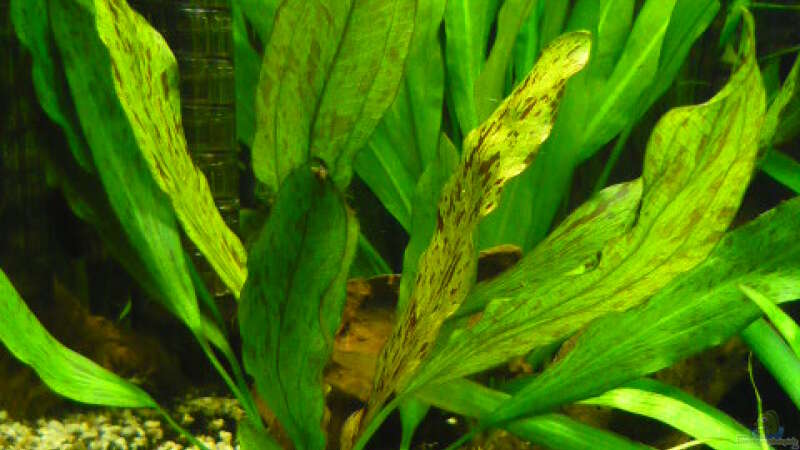 Pflanzen im Aquarium 240 Liter von Wels (18)
