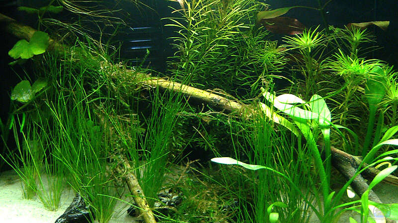 Pflanzen im Aquarium KaFi Horst von Mario74 (8)