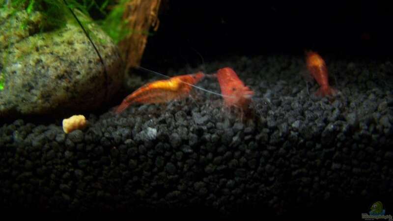 Besatz im Aquarium Becken 13207 von Red Fire (12)