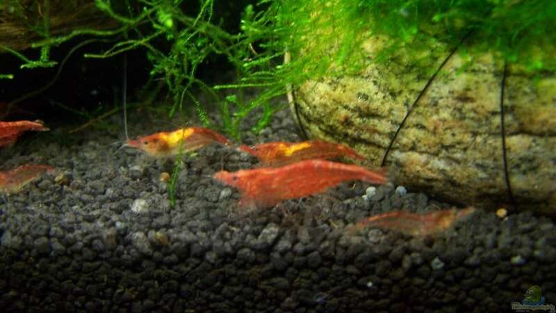 Besatz im Aquarium Becken 13207 von Red Fire (16)