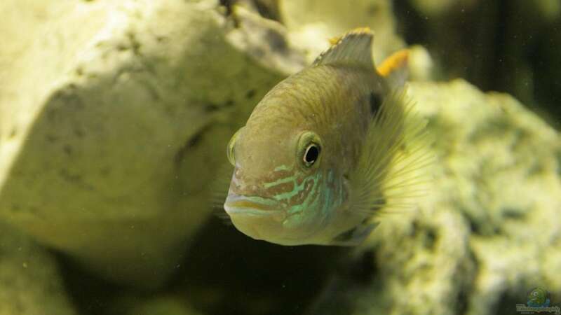 Besatz im Aquarium Becken 13246 von Sushi (11)