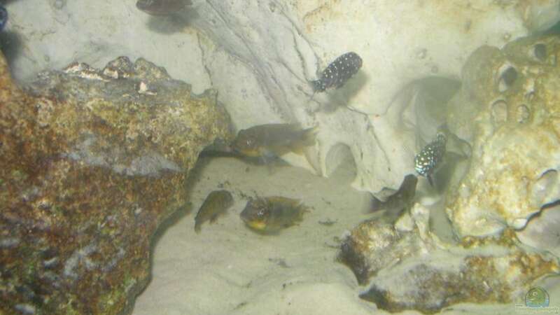 Petrochromis von Oliver Schulte (18)