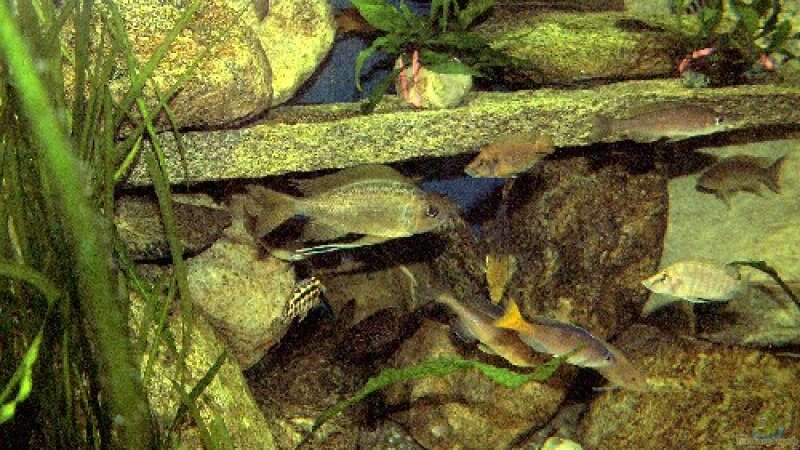 Cyprichromis und Ophtalmotilapia von Robert Bröhl (9)