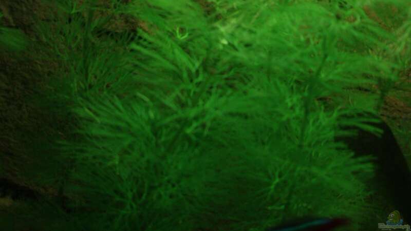 Pflanzen im Aquarium Unser Küchenfernseher von Snoeddenmops (5)