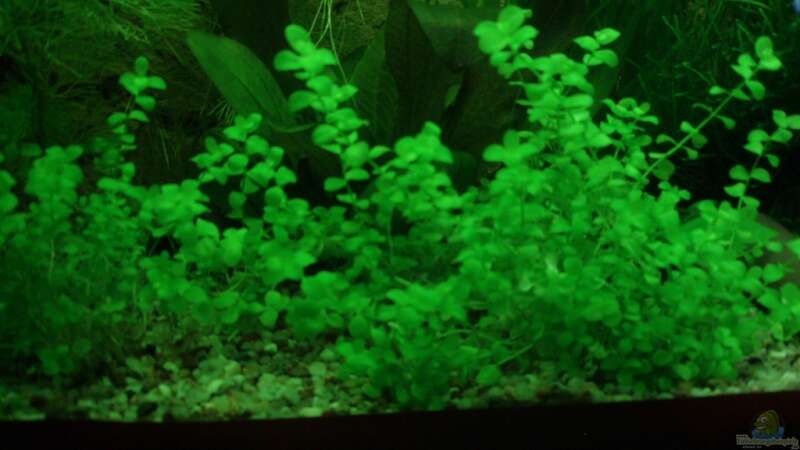 Pflanzen im Aquarium Unser Küchenfernseher von Snoeddenmops (6)