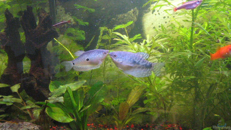 Meine blauen Fadenfische haben sich zum küssen gern von Vilma Remmert-Fontes (9)