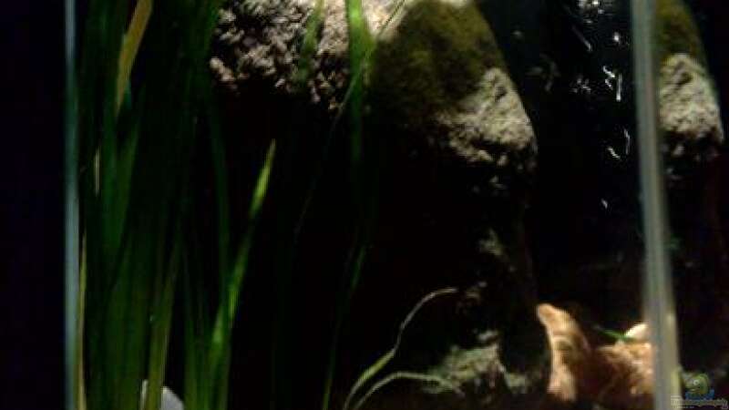Aquarium kleine Barsche von Chris_R. (11)