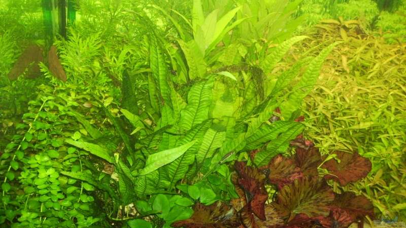 Pflanzen im Aquarium Mein Traumbecken von Stefan Bischoff (21)