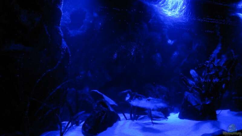 Aquarium Der Zerg Tempel by Malawifreak von Malawifreak (9)