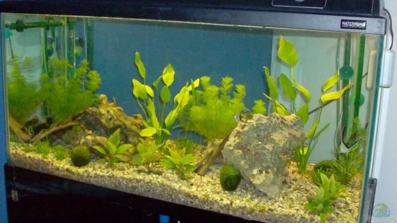 Mein Aquarium von Mark S. (1)