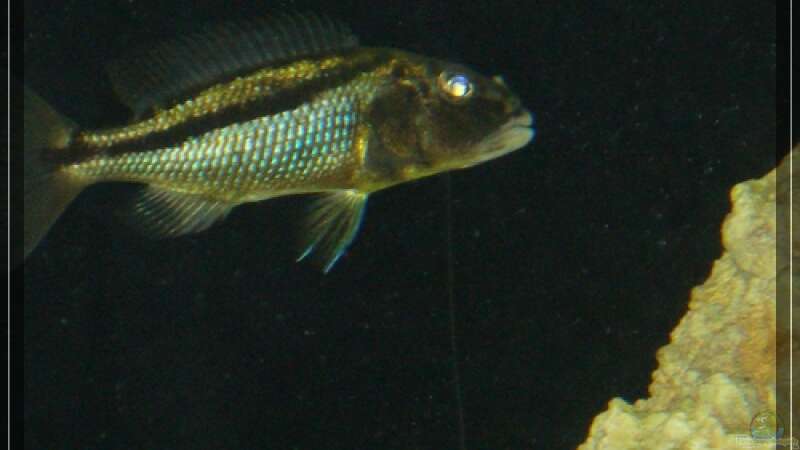 Aristochromis christyi von Malawifan0412 (9)