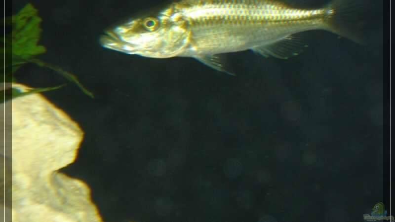 Dimidiochromis compressiceps von Malawifan0412 (11)