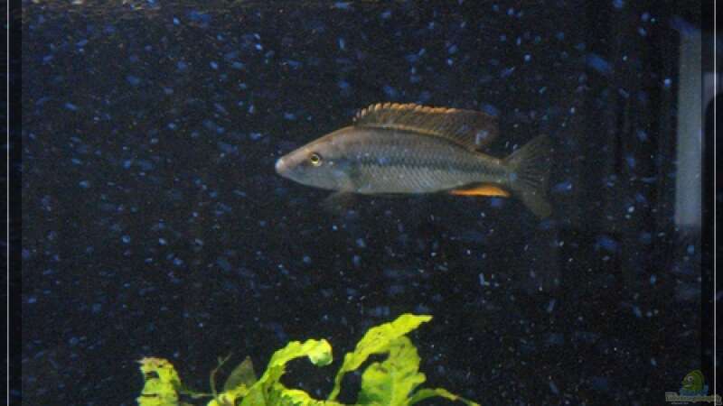 Dimidiochromis compressiceps von Malawifan0412 (13)