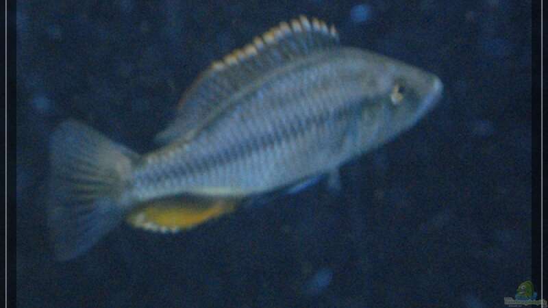 Dimidiochromis compressiceps von Malawifan0412 (14)