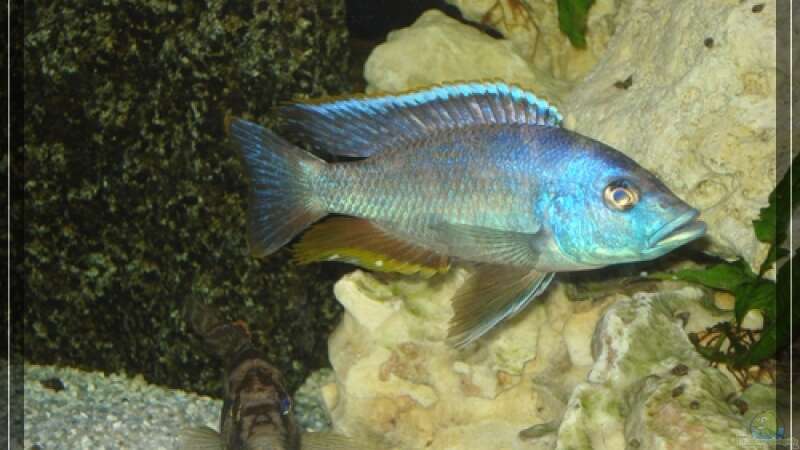 Nimbochromis Livingstoni von Malawifan0412 (15)