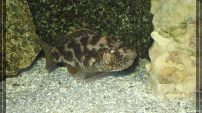 Nimbochromis Livingstoni von Malawifan0412 (16)